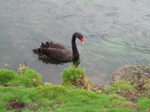 The Black Swan of Bibury