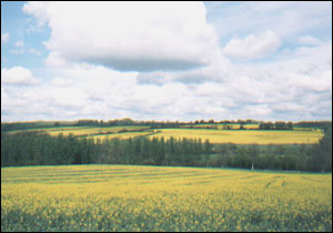 Spring scenery in the Cotswolds
