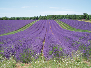 Lavender fields at Snowshill Lavender