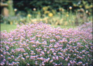 Beautiful Mill Dene Garden, Blockley
