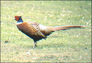 Typical Cotswold sight