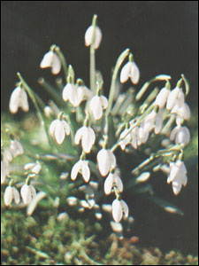 Snowdrops in the garden, Sudeley Castle