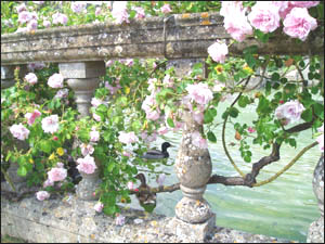 Roses in the Queens Garden, Sudeley Castle